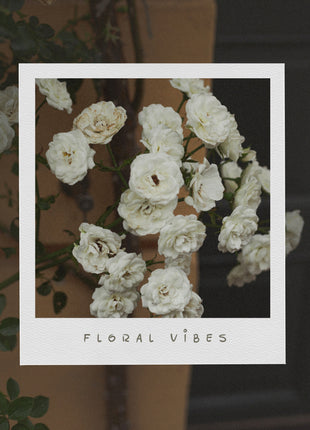 Ultimate 50-Font Bundle TTF OTF SVG PNG for Cricut Canva